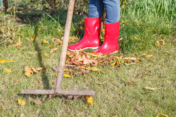 Gardener cleans a garden with the rake in autumn.