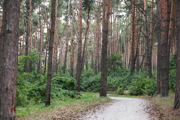 pine forest in the Park near the lake
