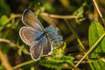 Female of common blue butterfly with orange and brown wings sitting on white flower in a meadow. Sunny summer day in nature.