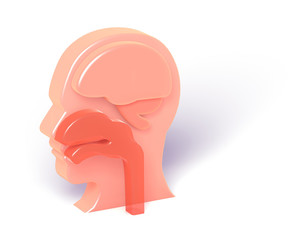 Illustration 3D human head emptied, otorhinolaryngology ENT 