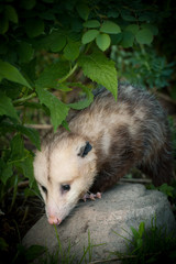 The Virginia opossum, Didelphis virginiana, in the garden
