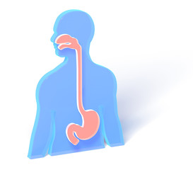 3D illustration of human anatomy of larynx, duodenum, stomach, with blue color