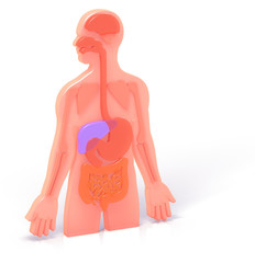 3D illustration of human anatomy with digestive system