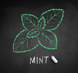 Vector chalk drawn sketch of Mint leaf © Sonya illustration