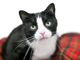 A black and white domestic shorthair Tuxedo cat looking at the camera