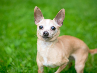A cute tan Chihuahua dog standing outdoors