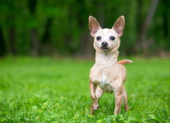 A cute tan Chihuahua dog standing outdoors