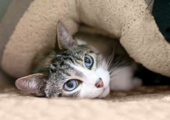 A shy domestic shorthair cat with tabby and white markings and blue eyes, hiding under a blanket