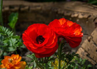 Fototapeta na wymiar Tiny red flower with black center looks like poppy flower, springtime blossom, spring flowers
