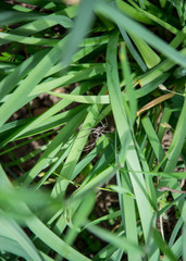 Little spider with long legs in the green grass in the garden, daytime