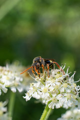 Macro photography of insects, bees, fly all made in outdoors, green background, wallpaper