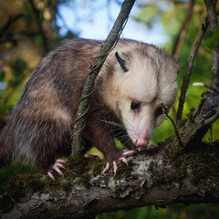 The Virginia opossum, Didelphis virginiana, in the garden