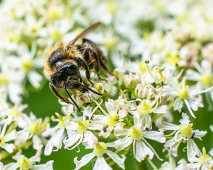 Macro photography of insects, bees, fly all made in outdoors, green background, wallpaper