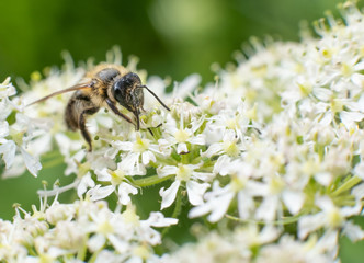 Macro photography of insects, bees, fly all made in outdoors, green background, wallpaper