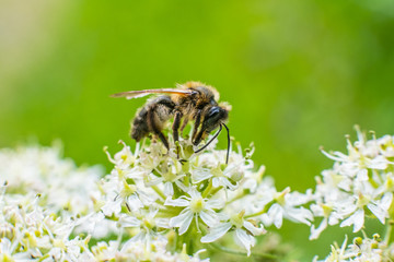 Macro photography of insects, bees, fly all made in outdoors, green background, wallpaper