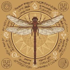 Illustration of a hand-drawn dragonfly on an old abstract illegible text written in a circle with magical inscriptions and symbols. Vector banner in retro style - obrazy, fototapety, plakaty