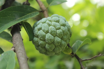 custard apple