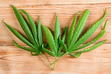 Marijuana leaves on wooden background. Fresh green cannabis leaves. Light drug production concept.