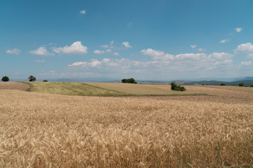 Fototapeta premium field and blue sky