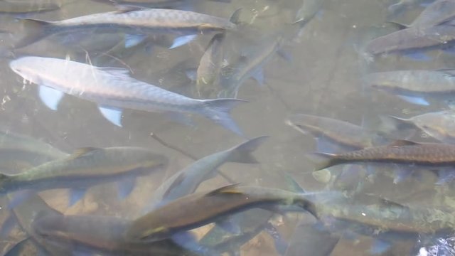 A Group of Mahseer Barb Fish (Neolissochilus Stracheyi) Swimming in Clear Water / Stream.
