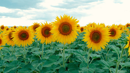 Field of yellow sunflowers