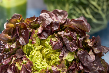 view of fresh green vegetables