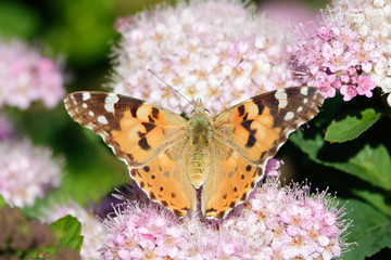 Painted lady