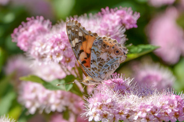 Painted lady