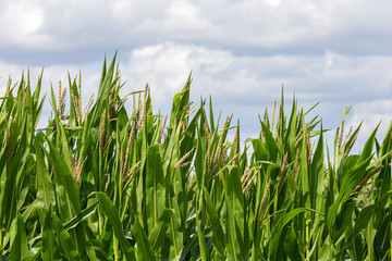 Fototapeta premium Green corn field and cloudy sky in the background.