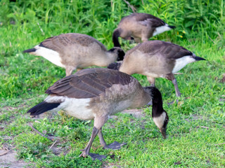 canadian geese eating grass in the park of Ottawa