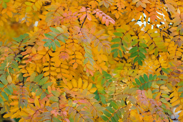 Colorful autumn rowan leaves on the tree
