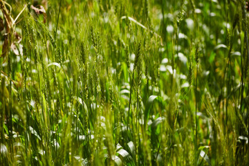The green rice in the field rice background