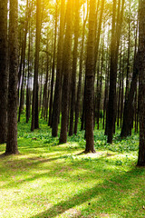 Forest pine trees. Nature green wood in autumn and sunrise