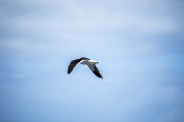 Fototapeta na wymiar seagull bird in the sky