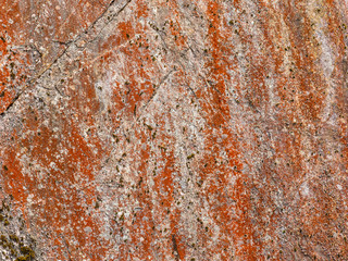 stone with red lichen