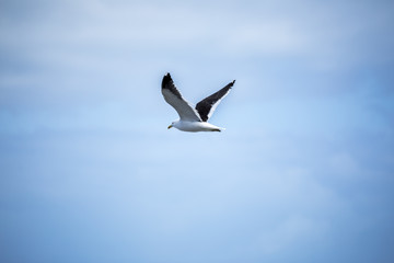 Fototapeta na wymiar seagull bird in the sky