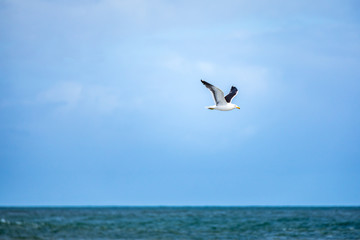 Fototapeta na wymiar seagull flying over the ocean