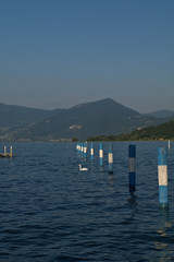swan on the lake,Iseo,Italy,sky,blue,tourism,mountain,panorama, coast, travel,