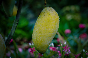 The irresistible Chapainowabganj mango. The irresistible mango, Big Size Sweet Mango tree made in bangladesh