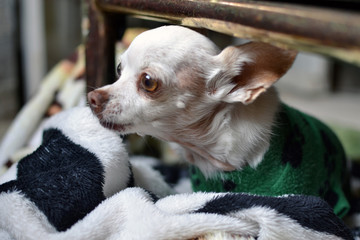 litle adopted pinscher in winter