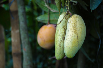 The irresistible mango, Sweet big size Mango tree made in bangladesh