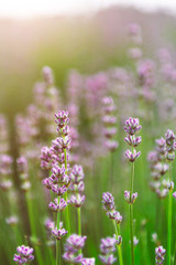 Obraz na płótnie Canvas Field of organic lavender flowers , summer concept