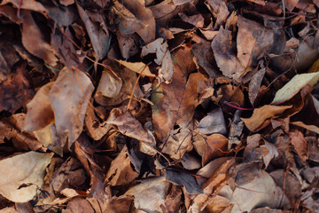 Fallen dry brown autumn leaves on the ground