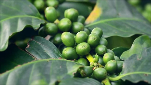 Fresh green arabica coffee berries growing on coffee tree branch at plantation