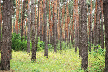 Fototapeta premium pine forest in the Park near the lake