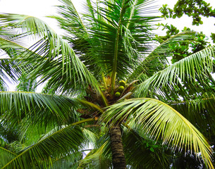 Coconut palm. Wildlife. Rainforest.