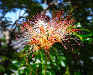 Flowers. Albicia of Lankaran. The wildlife of the rainforest.