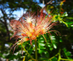 Flowers. Albicia of Lankaran. The wildlife of the rainforest.
