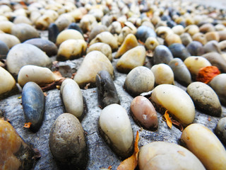 Path of stones. Rainforest. Background. Texture.