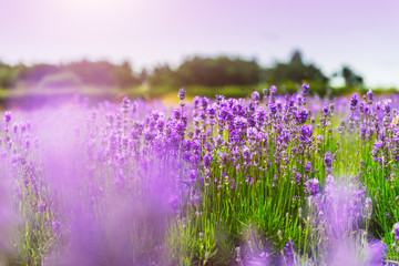 Fototapeta premium Field of organic lavender flowers , summer concept